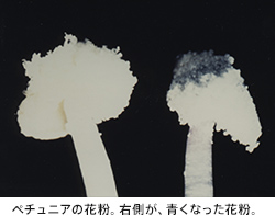バラの花粉。右側が、青くなった花粉。