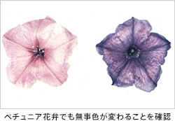ペチュニアでも無事色が変わることを確認