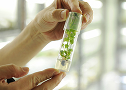 さまざまな青い花の遺伝子をバラに入れる