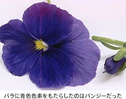  バラに青色色素をもたらしたのはパンジーだった