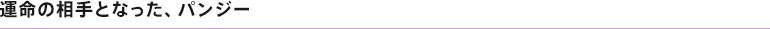 運命の相手となった、パンジー