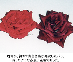 右側が、初めて青色色素が発現したバラ。濁ったような赤黒い花色であった。