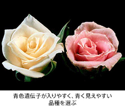 青色遺伝子が入りやすく、青く見えやすい品種を選ぶ