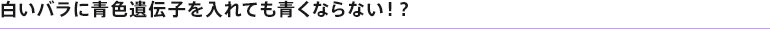 白いバラに青色遺伝子を入れても青くならない！？