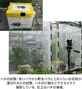 ハチの試験：青いバラから野生バラにどのくらいの花粉が運ばれるかの試験。ハチの行動をビデオカメラで撮影している。左上はハチの巣箱。
