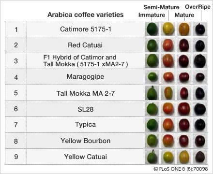 コーヒー果実はオリーブの実みたいにいろいろな色