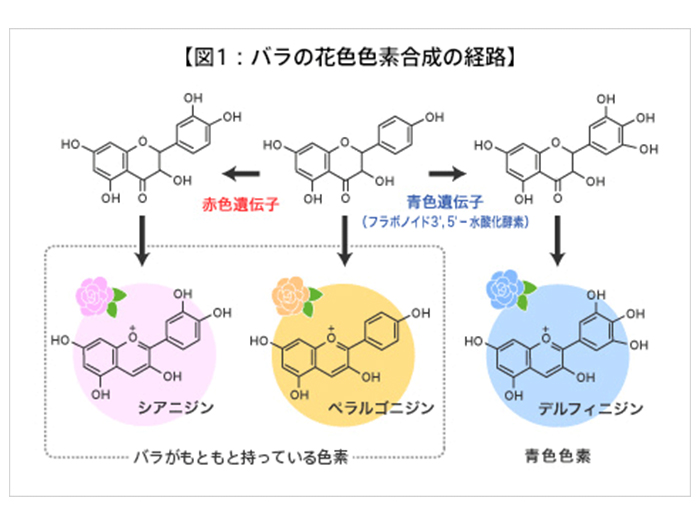 図1：バラの花色色素合成の経路