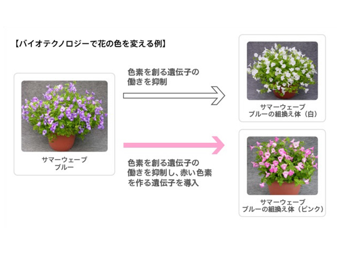 バイオテクノロジーで花の色を変える例
※サマーウェーブはサントリーフラワーズ（株）より販売しております