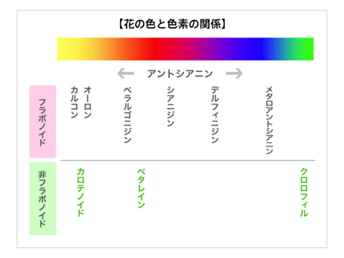 花の色と色素の関係