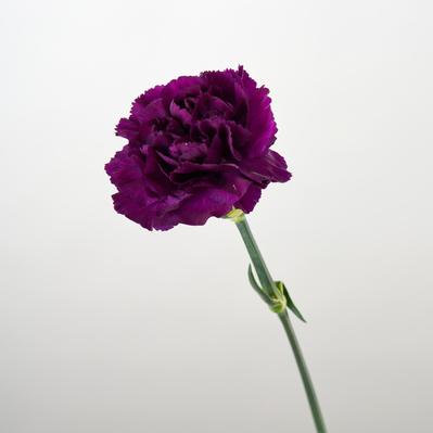 「ムーンダスト」ベルベットブルー