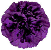 「ムーンダスト」ベルベットブルー