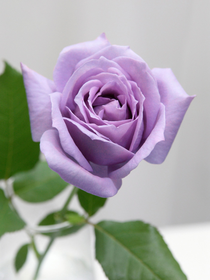 開発ストーリー