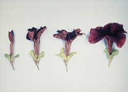 青色遺伝子を取り出したペチュニア