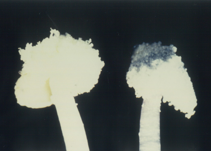 ペチュニアの花粉。右側が、青くなった花粉