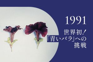 1991年｜ペチュニアから青色遺伝子取得、特許出願