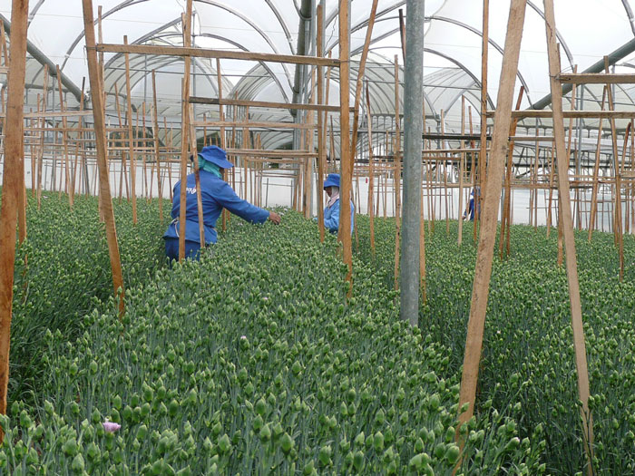 カーネーション生産現場（エクアドル）