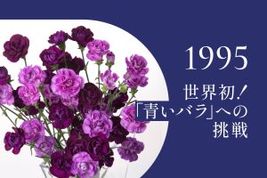 1995年｜青色カーネーション完成
