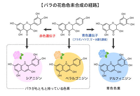 ラの花色色素合成の経路