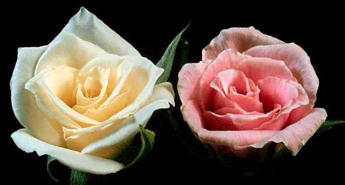 青色遺伝子が入りやすく、青く見えやすい品種を選ぶ