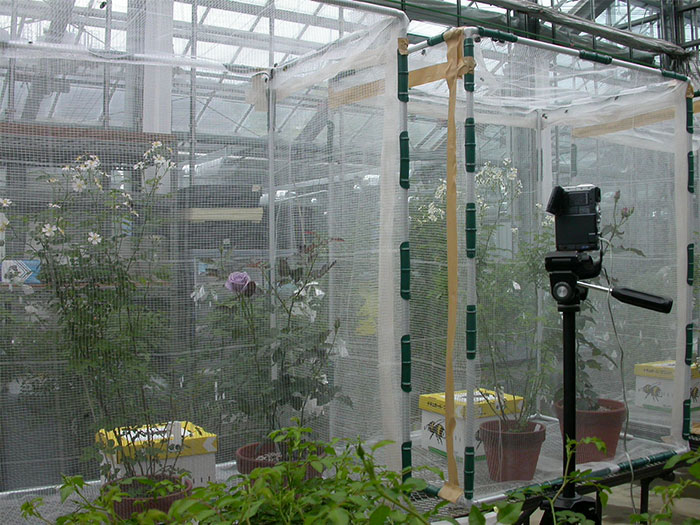 ハチの試験：青いバラから野生バラにどのくらいの花粉が運ばれるかの試験。ハチの行動をビデオカメラで撮影している