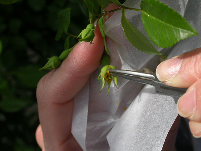 青いバラの花粉を野生バラのめしべに付ける様子