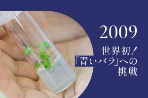 2009年｜青いバラ販売開始、そしてもっと青く