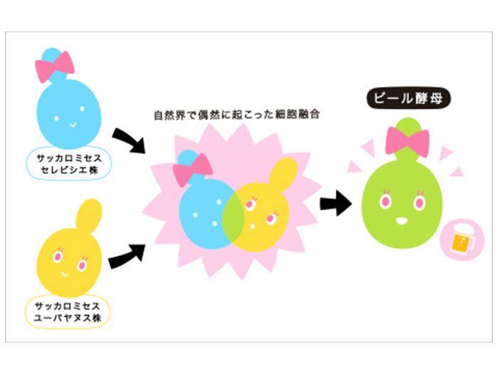 自然界で偶然に起こった細胞融合