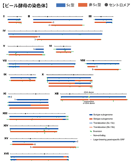 ビール酵母の染色体
