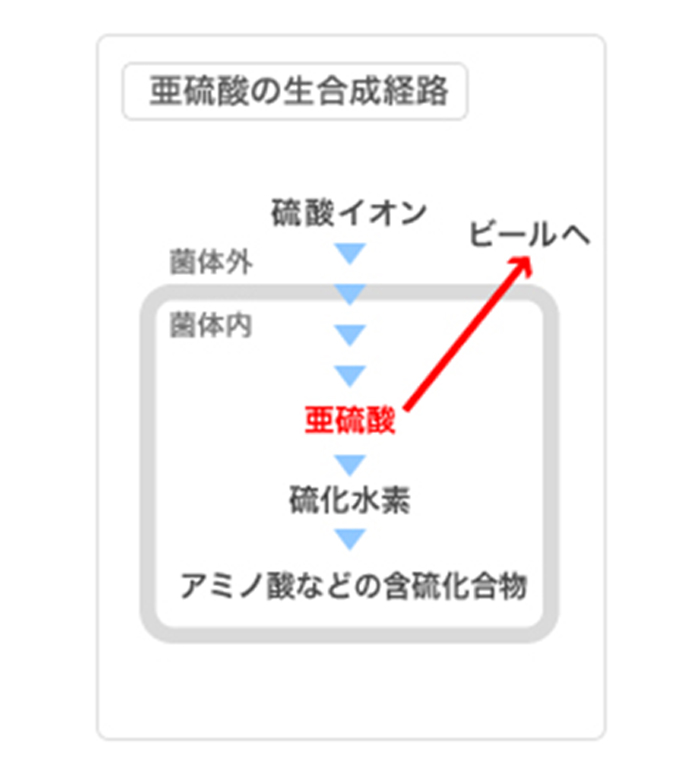 亜硫酸の生合成経路