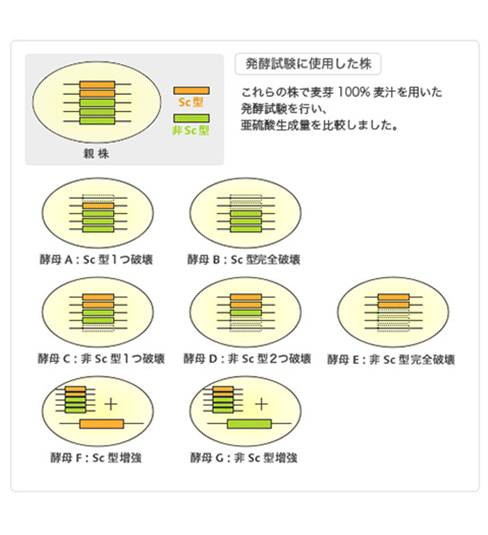 発酵試験に使用した株