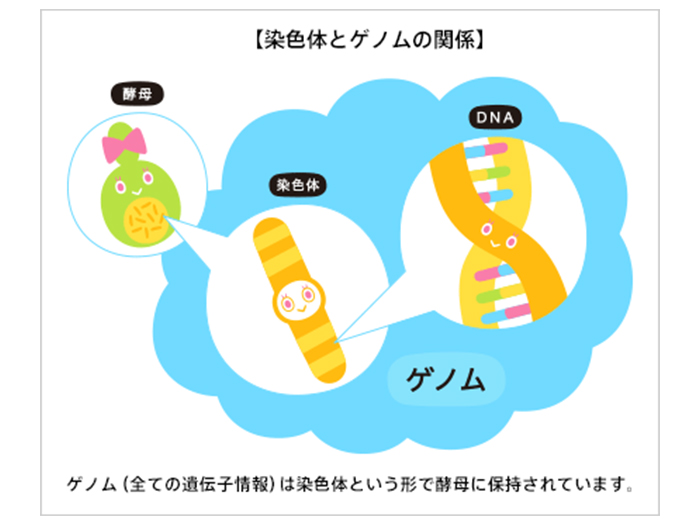 染色体とゲノムの関係