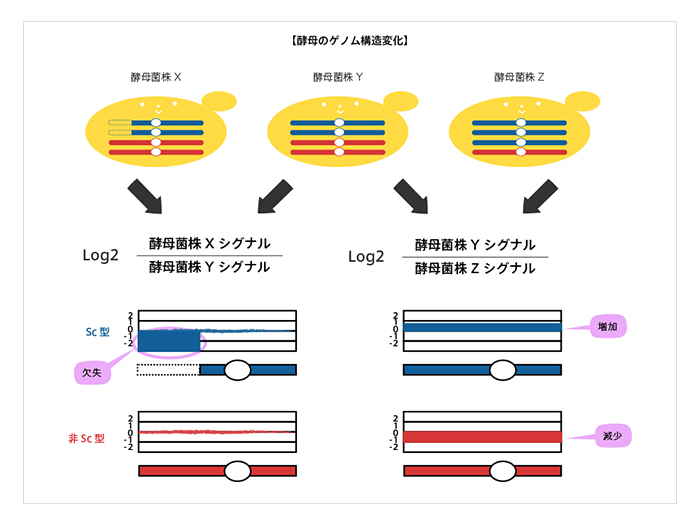 酵母のゲノム構造変化