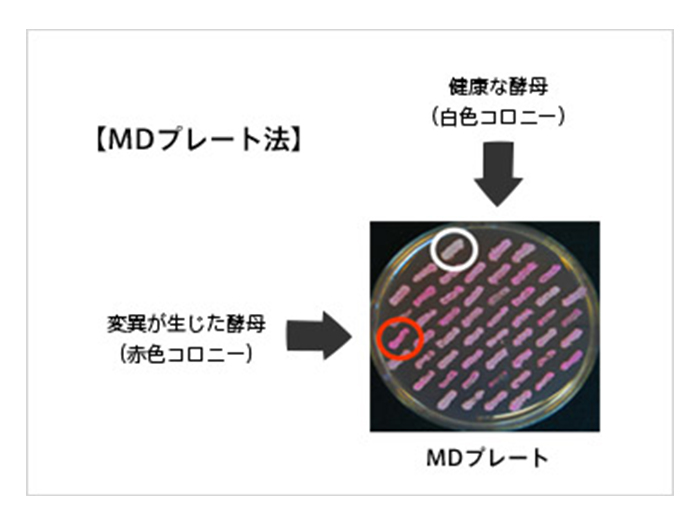 MDプレート法