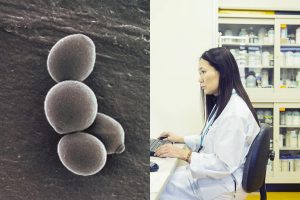 世界で初めてビール酵母の全ゲノム解読に成功