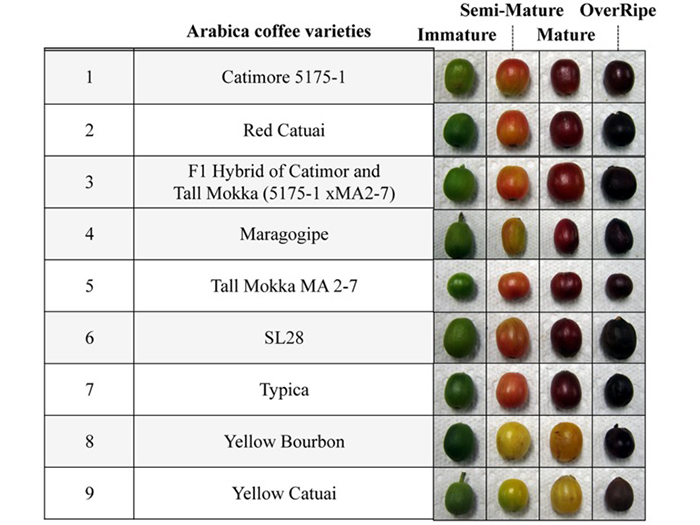 収穫した熟度4段階のコーヒー果実9種（©PLoS One 8(8):70098）