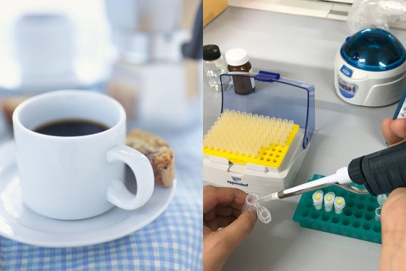 コーヒー果実の熟度によって増減する生豆中の成分とは？