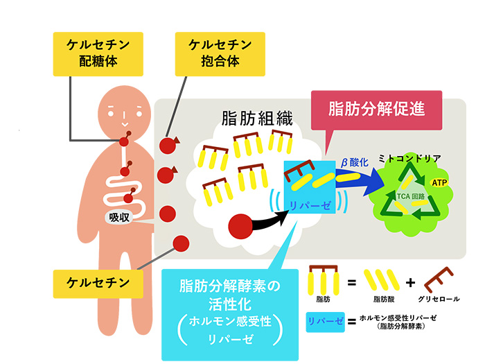 ケルセチン配糖体は体内に吸収された後、脂肪分解酵素を活性化する