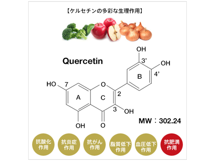 ケルセチンの多彩な生理作用
