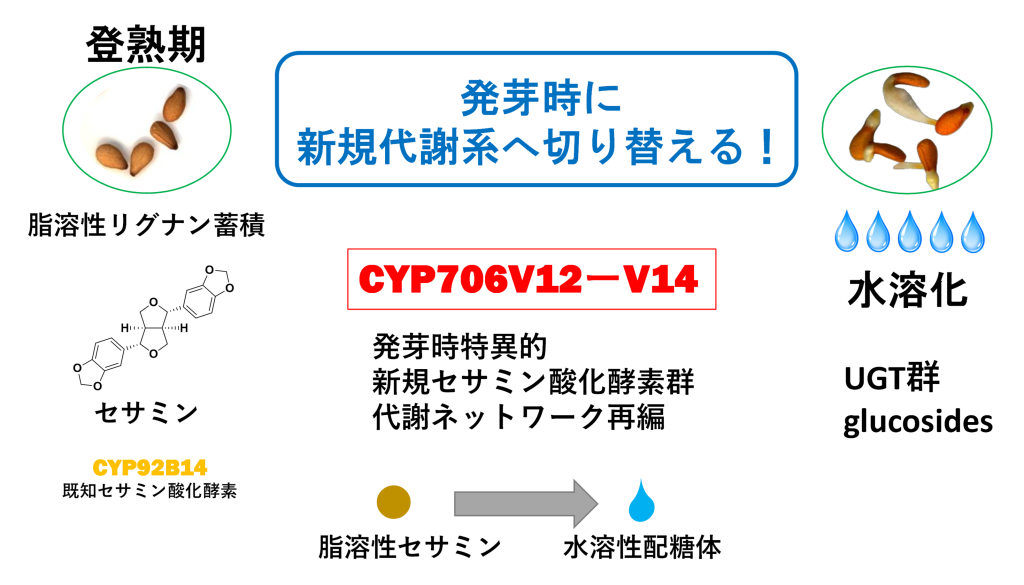 本研究のポイント