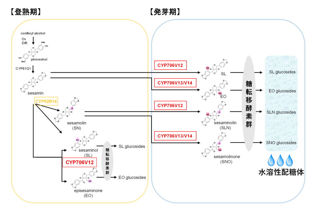ゴマ発芽時におけるリグナン代謝ネットワークの再編成