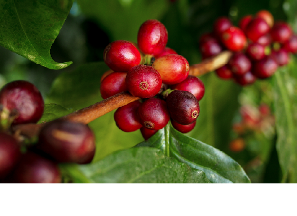 カフェイン含有量の多い品種の豆を使用