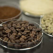 コーヒー果実の熟度によって増減する生豆中の成分とは？