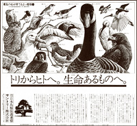 第1回愛鳥キャンペーン新聞広告