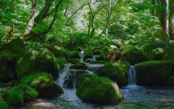 科学的なアプローチによるサントリー「天然水の森」活動