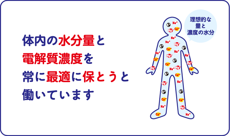 体内の水分量と電解質濃度を常に最適に保とうと働いています
