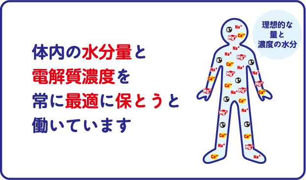 体内の水分量と電解質濃度を常に最適に保とうと働いています