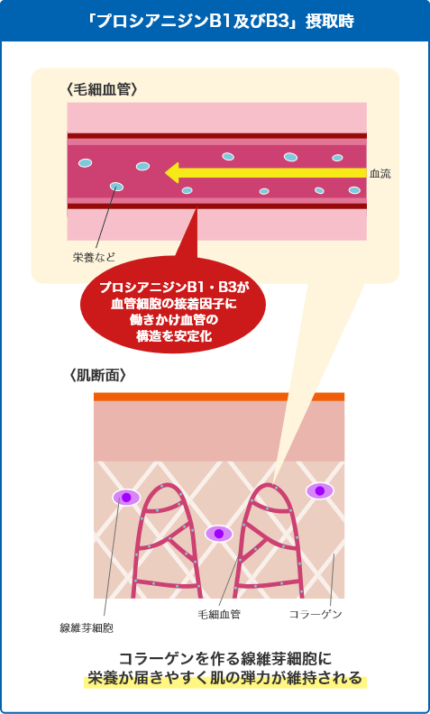 「プロシアニジンB1及びB3」摂取時