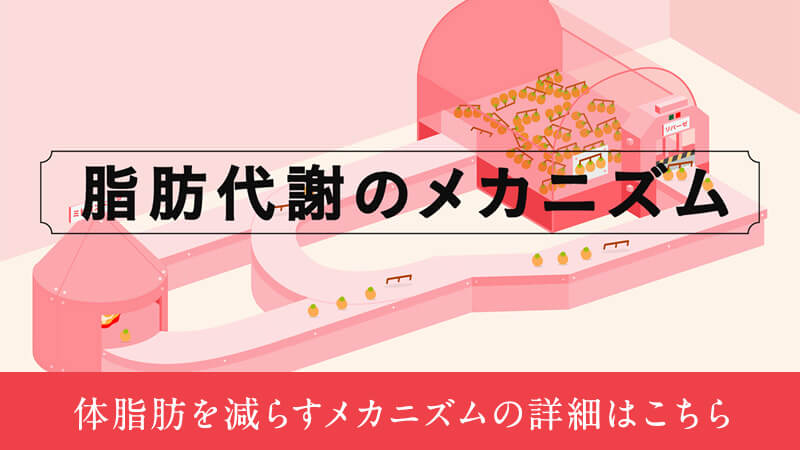 脂肪代謝のメカニズム　体脂肪を減らすメカニズムの詳細はこちら