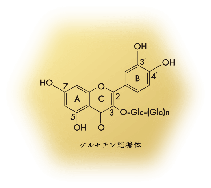 ケルセチン配糖体