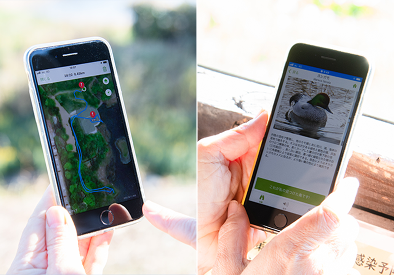 「eBird」での観測画面と、「Merlin」での野鳥データベースの確認画面。アプリは世界共通で、各国の専門家が窓口になっています。日本では「日本野鳥の会」が eBird Japanの公開に伴い「Merlin」も日本語化しており、図鑑代わりに楽しむこともできます。